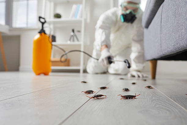 Post-Treatment Bed Bug Interceptor Monitoring in Rio Linda